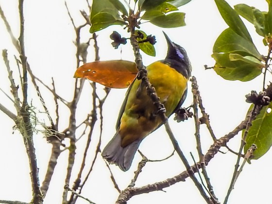 Orange belllied leaf bird at Jelai Resort