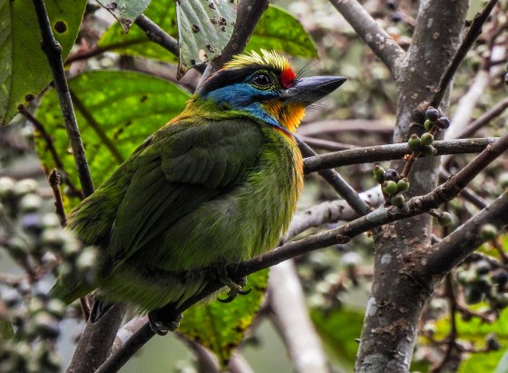 At Jeriau waterfalls, the black browed barbet posed willingly for us