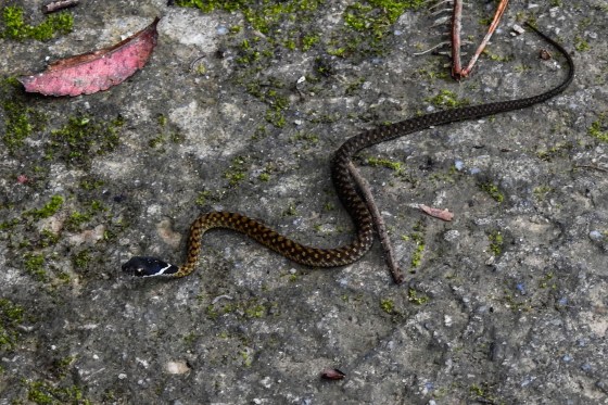 at Jeriau this beautiful white lipped black headed or speckled keelback appeared