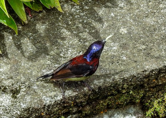 the multicoloured black throated sunbird...male