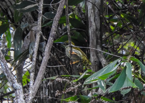 streaked spider hunter 