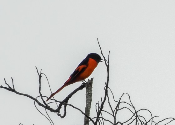 grey chinned minivet