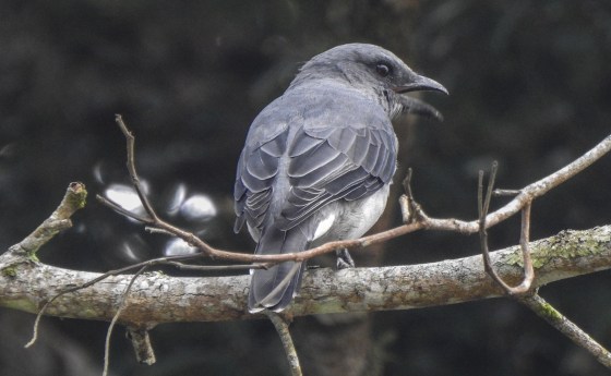 cuckoo shrike