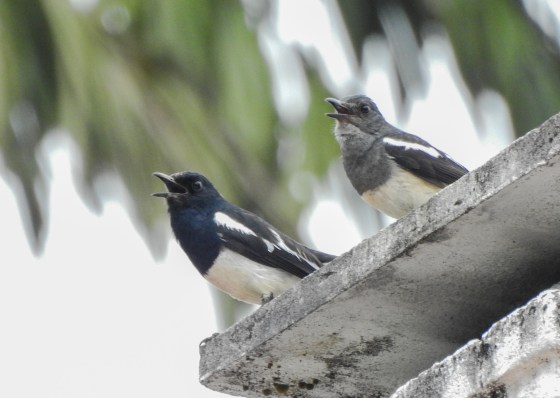 a pair of singing magpie robins