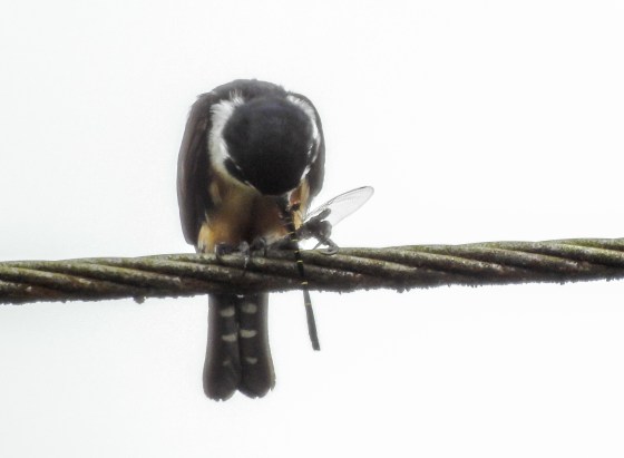 and a dragonfly for the entree...first the head...