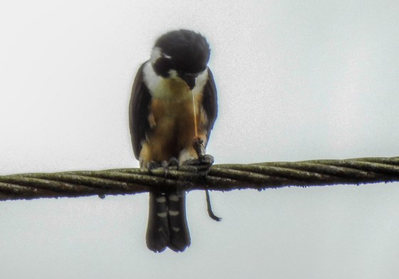 black thighed falconet