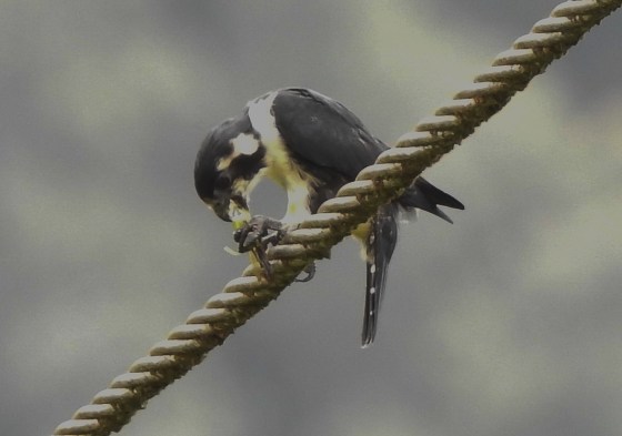 A grasshopper for starters