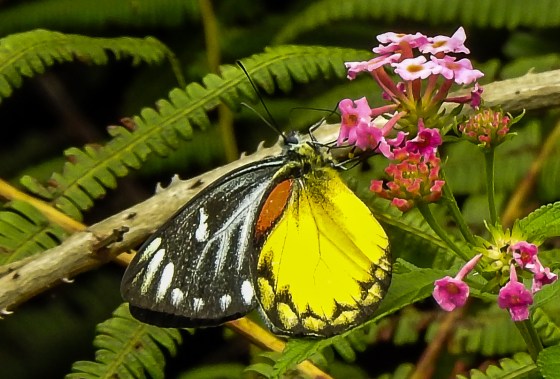 the butterfiles in FH were amazing