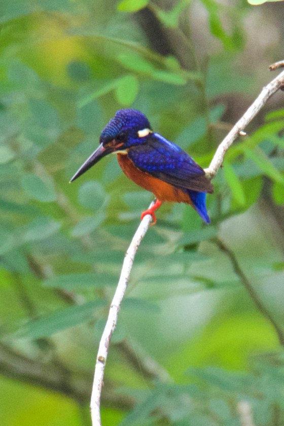 The Blue-eared Palawan Kingfisher finally appeared and perched for awhile...picture courtesy of Ces Espiritu
