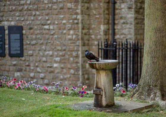 we can see the pigeons starting their day with a wash..