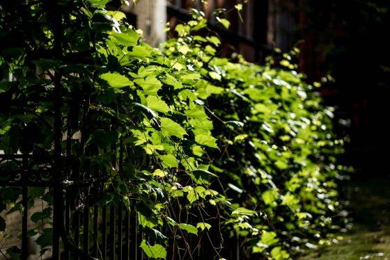 the bright morning sun made even the most ordinary green leaves glow