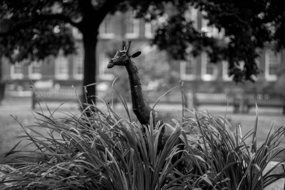 And this giraffe popped up from nowhere