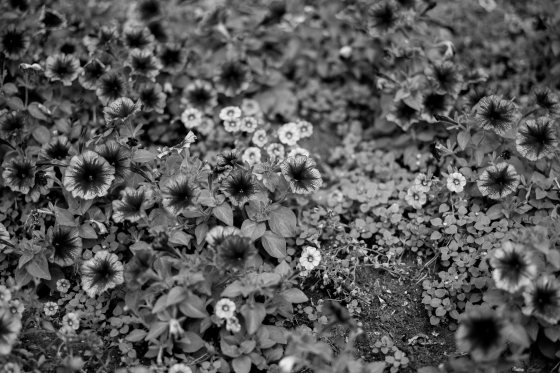 A bed of flowers in B&W