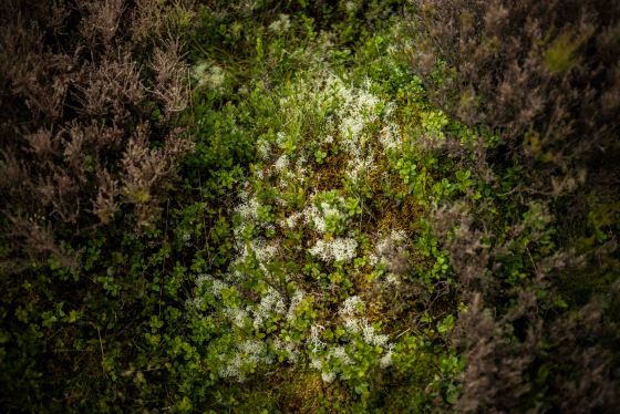 with heather on the ground