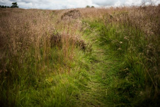 I also disturbed what I think was a black grouse..which flew out of the low bushes and flew off before I could take a picture..