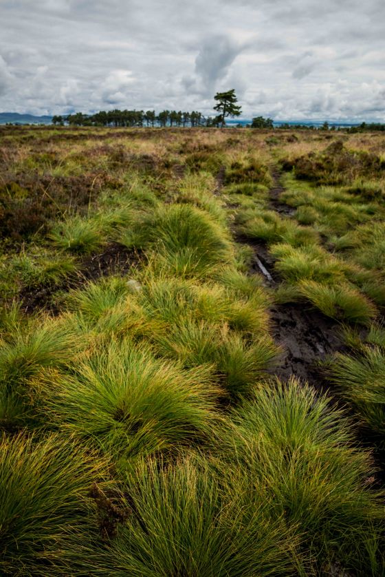 and a pretty landscape