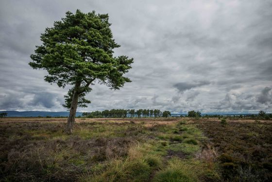 the walk is quite a long one, if you do the whole trail it's about 5 miles...and bits of it are very peaty and soft and you can count on getting wet feet...