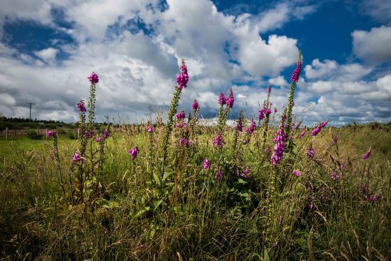 giving way to open moorland..