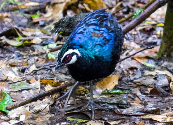These pheasant pictures were taken with the Leica Q and its 28mm lens.....it was dark under the canopy and these pictures turned out way better than the smaller aperture P900 ..who says Leica cannot take bird pictures!