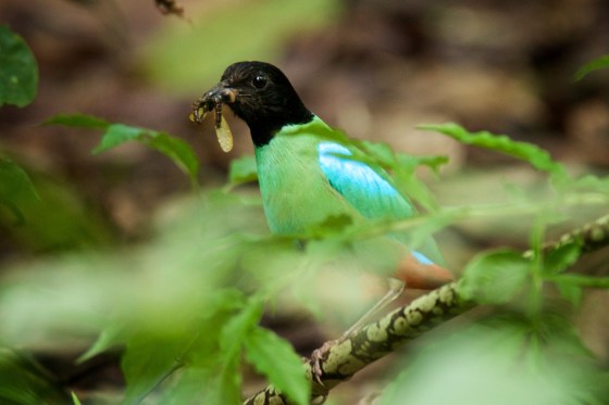 Hooded feeding on the ground. Picture credit: Dr Cesar Espiritu