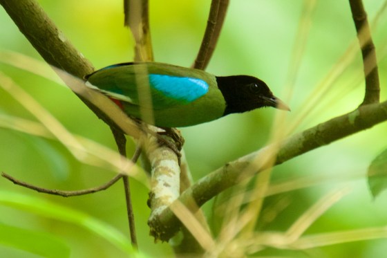 Hooded Pitta. Courtesy of C Espiritu