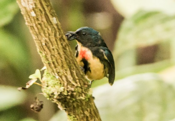 male fire bellied flowerpecker