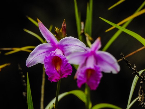 wild orchids