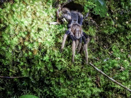 And the tarantula duly emerged