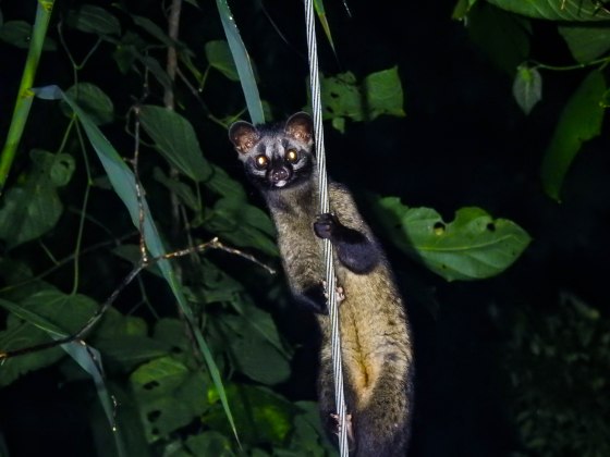 A palm civet!  Smaller than the masked palm civet that we had shot earlier in the garden....it was a beauty!