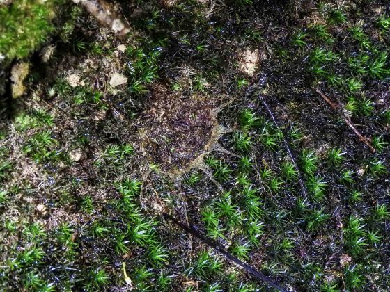 there was another trapdoor, but the spider wasn't in...