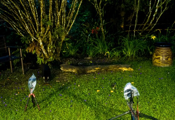 And at about 730pm just before it became completely dark, Bob the civet appeared on the left, triggering the first flash....
