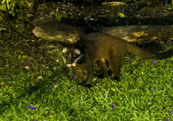 Quite a large animal, he looked to measure about 4-5 feet from head to tail