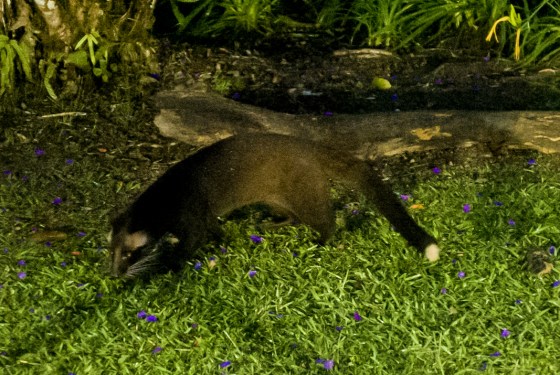 Quite a large animal, he looked to measure about 4-5 feet from head to tail...and just as quickly as he came, he melted into the night after his supper