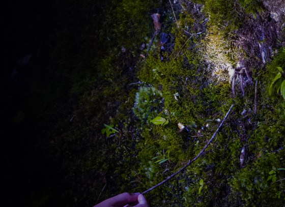 scratching the edge of the nest with a twig