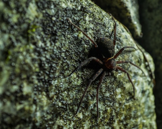After the tarantulae, this Huntsman spider seemed almost mundane....