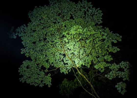 Even the trees looked good that night!