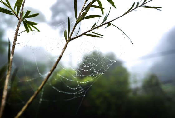 Dawn dew even on a spider's web