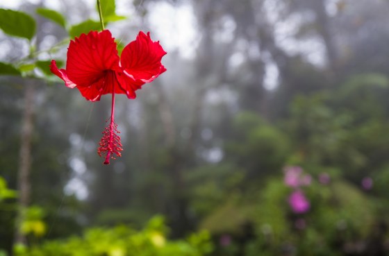 hibiscus..the national flower of malaysia