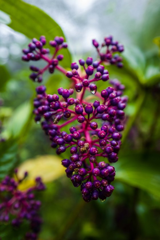purple 'grapes' which attracted the fire belly flowerpeckers