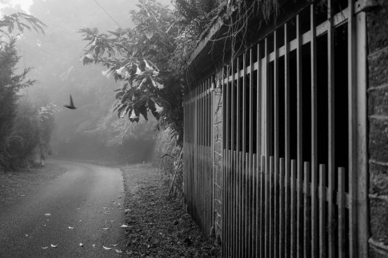 A swift winging its way into the garage....