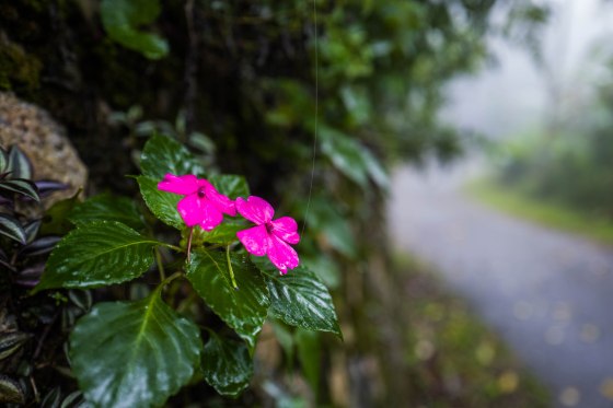 flowers grow even in the walls next to the garage
