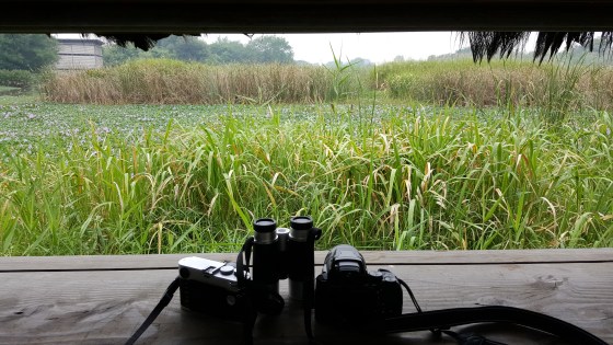 A large hide from which to view the birds..