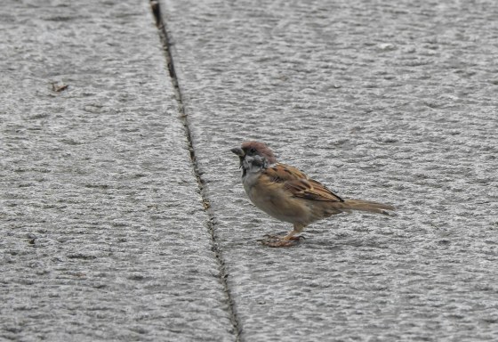 the only bird I saw this first outing was this sparrow!
