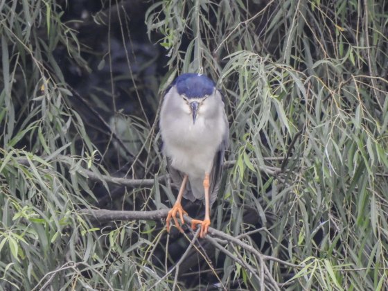 Another one perched above the water