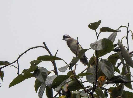 The first and probably most common sighting was the light vented bulbul..