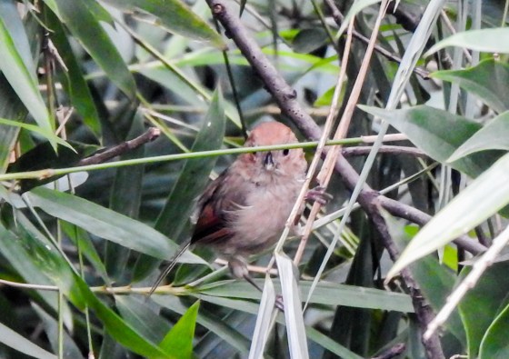and several little brown jobs like this appeared very actively buzzing around the bushes
