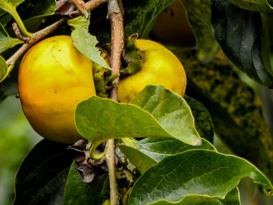 The persimmons were fruiting...