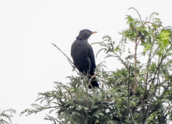 Eurasian Blackbird?