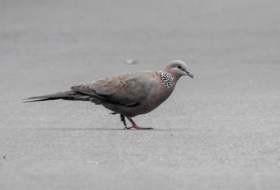 Spotted dove