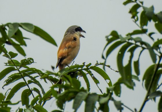 he was singing away merrily